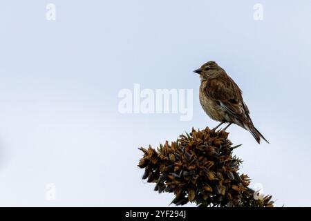 Weibliches Leinen mit dezentem braunem und grauem Gefieder. Ernährt sich von Samen und Insekten. Foto aufgenommen im Turvey Nature Reserve, Dublin. Stockfoto