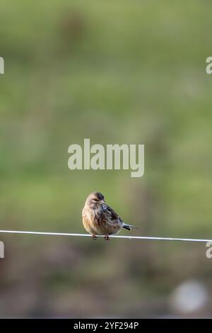 Weibliches Leinen mit dezentem braunem und grauem Gefieder. Ernährt sich von Samen und Insekten. Foto aufgenommen im Turvey Nature Reserve, Dublin. Stockfoto