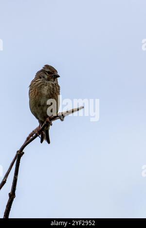 Weibliches Leinen mit dezentem braunem und grauem Gefieder. Ernährt sich von Samen und Insekten. Foto aufgenommen im Turvey Nature Reserve, Dublin. Stockfoto