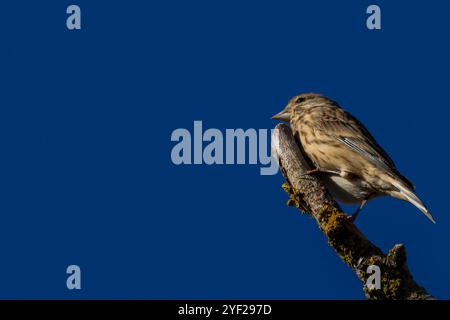 Weibliches Leinen mit dezentem braunem und grauem Gefieder. Ernährt sich von Samen und Insekten. Foto aufgenommen im Turvey Nature Reserve, Dublin. Stockfoto