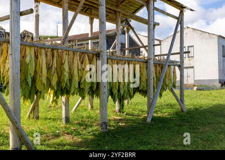 Das Maia Tobacco Museum befindet sich in einer historischen Fabrik und bietet einen faszinierenden Einblick in den Anbau, die Produktion und die kulturelle Bedeutung von Stockfoto