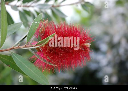 Nahaufnahme der leuchtend roten Callistemon speciosus-Blüte, auch bekannt als Bottlebrush, mit zahlreichen fadenförmigen Staubblättern und schlanken grünen Blättern Stockfoto