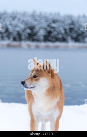 Porträt des roten Shiba-inu-Hundes im Winter Stockfoto
