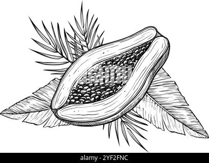 Vektor-Illustration von Papaya-Früchten mit Palmblättern in linearer Art. Lebensmittelätzung von Pfotenpflanzen mit schwarzer Tinte. Umrisszeichnung eines exotischen tropischen Desserts. Skizze für Produktionslabel. Stock Vektor