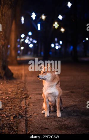 Porträt eines roten männlichen Shiba-inu-Hundes am Abend in einem öffentlichen Park, der mit Weihnachtslichtern dekoriert ist Stockfoto