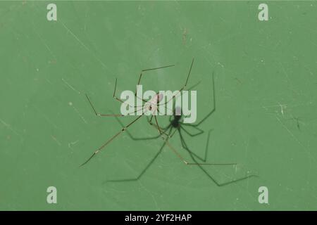 Weibliche Papa-Langbeinspinne, Kellerspinne (Pholcus phalangioides). Familie Pholcidae. Auf einem grünen Behälterdeckel. Herbst, Oktober, Niederlande Stockfoto