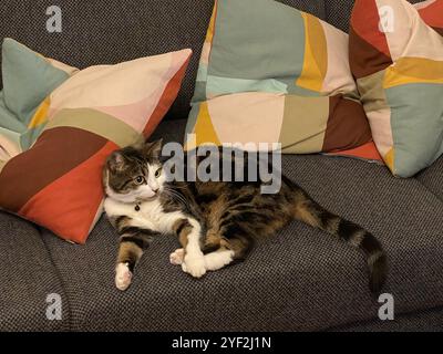 Entspannte Cat-Lounge auf einem komfortablen Sofa mit farbenfrohen Kissen Stockfoto