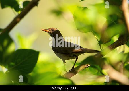 Goiania, Goias, Brasilien – 31. Oktober 2024: Ein Vogel auf einem Ast eines Laubbaumes. Stockfoto