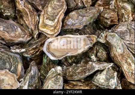 Frische lebende Austern verschiedener Größen in der Markthalle, die zum Mittagessen gegessen werden können, aus nächster Nähe, aus Austernzuchtdorf, Arcachon Bay, Gujan-Mestras, Bor Stockfoto