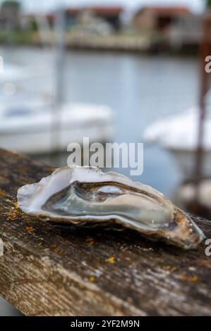 Essen von frischen lebenden Austern mit Zitrone und Brot im Farmcafé im Austerndorf, mit Blick auf Boote und Wasser der Bucht von Arcachon, Gujan Stockfoto