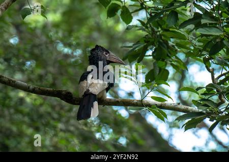 Schwarz-weiß geschwungener Nashornvogel an der Royal Mile, Budongo Forest, Uganda. Tierhornschnabel 016830 069 Stockfoto
