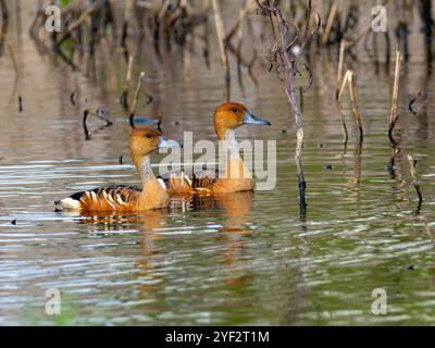 Eine lustige Whistling-Ente in Costanero Sur, Buenos Aires, Argentinien Stockfoto