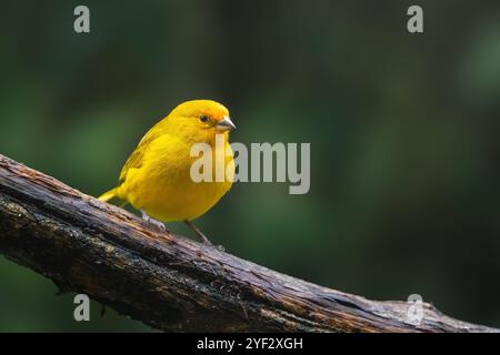 Schöner gelber safranfinkenvogel (Sicalis flaveola) Stockfoto