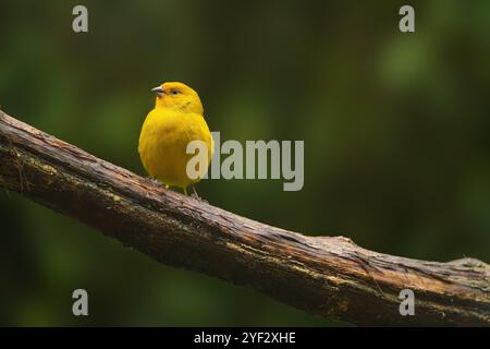 Schöner gelber safranfinkenvogel (Sicalis flaveola) Stockfoto