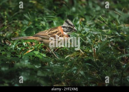 Vogel mit Rufenkragen (Zonotrichia capensis) Stockfoto