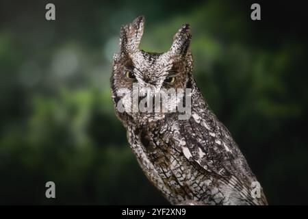 Tropical Screech Owl (Megascops choliba) - nächtlicher Raubvogel Stockfoto