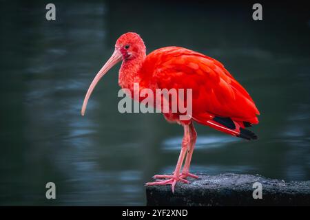 Scharlach Ibis Vogel (Eudocimus ruber) Stockfoto