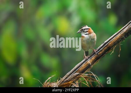 Vogel mit Rufenkragen (Zonotrichia capensis) Stockfoto