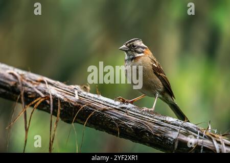 Vogel mit Rufenkragen (Zonotrichia capensis) Stockfoto