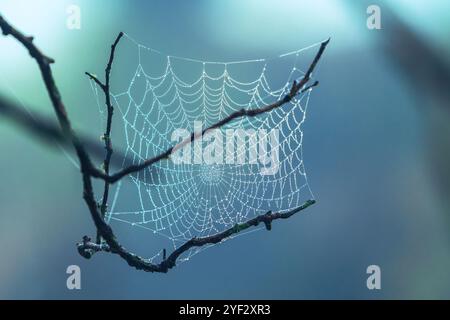 Spinnennetz bedeckt mit Wassertröpfchen Stockfoto