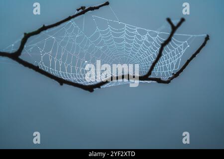 Spinnennetz bedeckt mit Wassertröpfchen Stockfoto