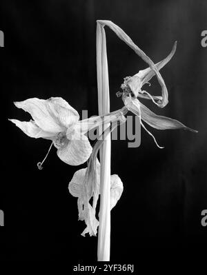 BW02269-10..... WASHINGTON – verwelkte Irisblume. K.B. Canham 4x5 mit Ilford FP4 Plus Film. Stockfoto