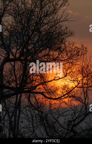 Pantanal l Sonnenuntergang durch Baumäste Stockfoto
