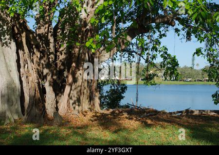 Großer Banyan-Baum am frühen Morgen Sonnenschein und Schatten Crescent Lake Park St. Petersburg, FL. Brauner Stamm und Wurzeln, die nach unten hängen, mit hellgrünem Hintergrund Stockfoto