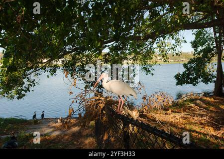 Profil American White Ibis auf einem Zaun mit Banyanbäumen, Morgensonne und Schatten Crescent Lake Park St. Petersburg, FL. See im Hinterland Stockfoto