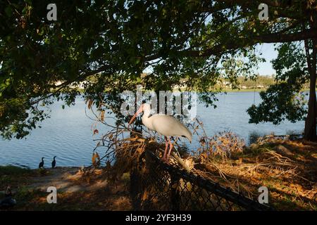 Profil American White Ibis auf einem Zaun mit Banyanbäumen, Morgensonne und Schatten Crescent Lake Park St. Petersburg, FL. See im Hinterland Stockfoto