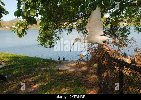 Profil American White Ibis auf einem Zaun hebt mit Banyan-Bäumen die Morgensonne und den Schatten des Crescent Lake Park St. Petersburg, FL ab. See in Stockfoto