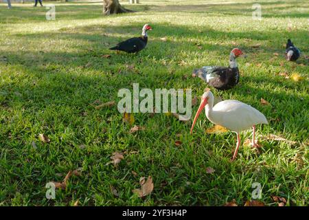 Weit schließen Mallardenenten und Weißreiher im grünen Gras Crescent Lake Park St. Petersburg, FL. Sonniger Tag. Brauner Schmutz und Blätter an der Basis. Sonnenschein und s Stockfoto