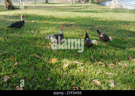 Viele Mallard Enten im grünen Gras Crescent Lake Park St. Petersburg, FL. Sonniger Tag. Brauner Schmutz und Blätter an der Basis. Sonne und Schatten. E Stockfoto