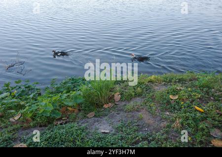 Zwei Enten in ruhigem blauem Wasser Morgensonne und Schatten neben grünem Gras Crescent Lake Park St. Petersburg, FL. See im Hintergrund. Paarung in Bewegung Stockfoto