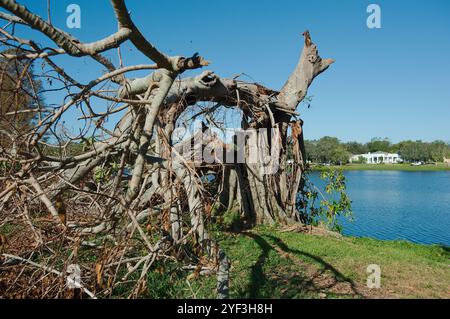 Durch Hurrikan Milton Winde beschädigt großer Banyan Baum früh morgens Sonnenschein und Schatten Crescent Lake Park St. Petersburg, FL. Blauer Himmel hinten. Braun Stockfoto