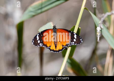 Afrikanischer Monarchschmetterling, Danaus chrysippus, auf einem Ast thront, Naturpark Aiguamolls Empordà, Katalonien, Spanien Stockfoto