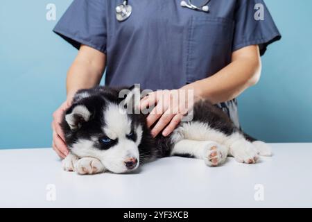 Tierarzt untersucht Husky-Welpen auf dem Tisch Stockfoto