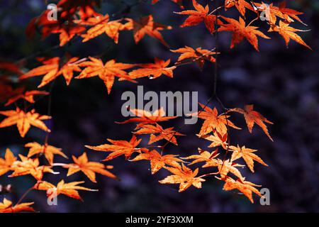 Malerischer Blick auf die fantastischen roten Ahornblätter auf dunklem Hintergrund. Herrliche Herbstlandschaft. Stockfoto