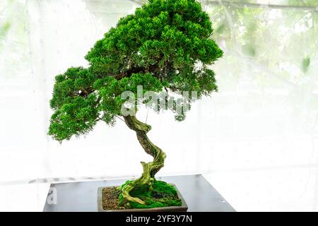 Schließen Sie alten Bonsaibaum mit unscharfem Hintergrund Stockfoto