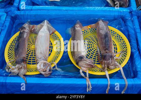 Nahaufnahme von Tintenfisch in zwei gelben Kunststoffplatten Stockfoto