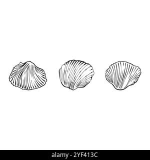 Umrissdarstellung der Muschel. Muschelvektorset. Handgezeichnete Illustrationen einer gravierten Linie. Sammlung realistischer Skizzen verschiedener Weichtiermeere Stock Vektor