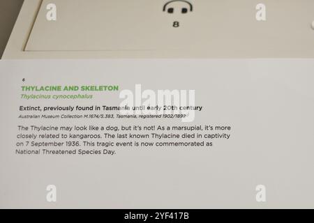 Informationstafel auf der Ausstellung eines Präparates, Thylacine, auch bekannt als Tasmanischer Tiger mit seinem Skelett im Australian Museum, Sydney Stockfoto