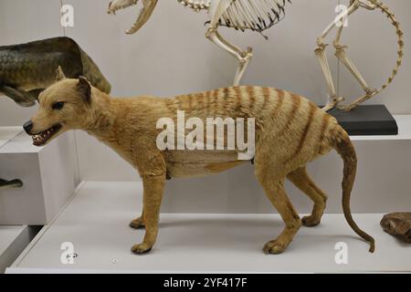Im Australian Museum in Sydney ist Thylacine, auch bekannt als Tasmanischer Tiger, mit seinem Skelett ausgestellt Stockfoto