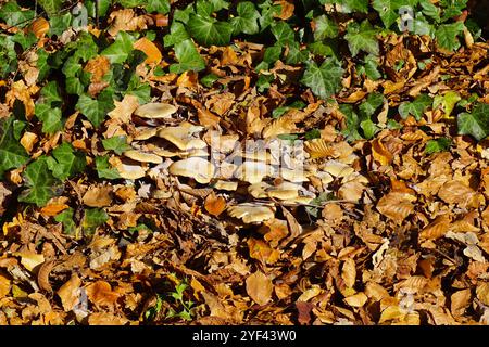 Nahaufnahme vieler Honigpilze (Armillaria) zwischen Herbstbuchen- und Kastanienblättern und Efeu. Vielleicht Armillaria mellea. Familie Physalacriaceae. Herbst, Stockfoto