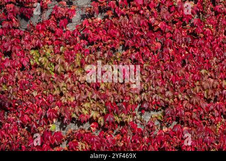 Nancy, Frankreich - Blick auf eine Wand, die mit Virginia Kriechern in Herbstfarben bedeckt ist. Stockfoto