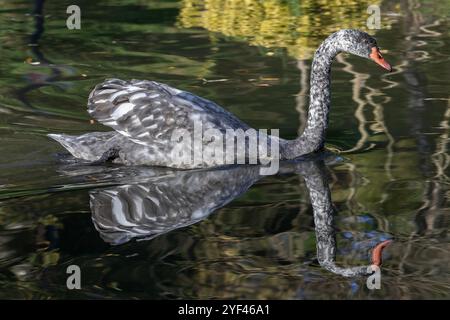 Nancy, Frankreich - Blick auf einen jungen Schwarzen Schwan auf dem Wasser eines Teichs in einem Stadtpark mit Reflexionen im Wasser. Stockfoto