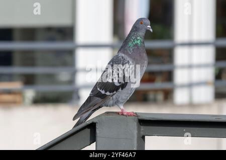 Nancy, Frankreich - Blick auf eine Felstaube, die auf einem Metallgeländer sitzt. Stockfoto