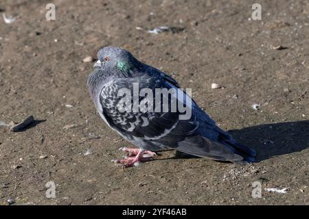 Nancy, Frankreich - Blick auf eine Felstaube auf Erdboden. Stockfoto