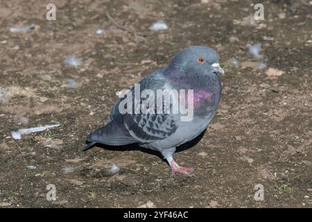 Nancy, Frankreich - Blick auf eine Felstaube auf Erdboden. Stockfoto