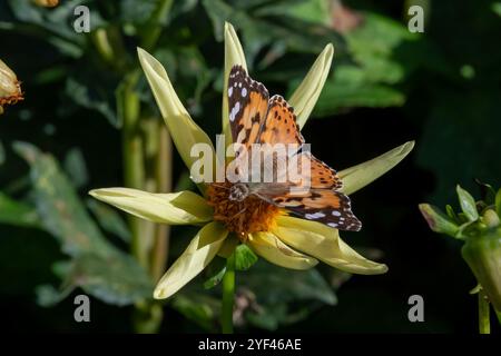 Nancy, Frankreich - Blick auf einen Schmetterling Vanessa cardui auf der Suche nach einer gelben Dahlienblume. Stockfoto